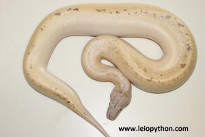 Patternless Ivory poss het T+Albino
