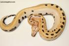 1.0  007 (Golden eye/Matrix) 100% het T pos. Albino Nz.24 AS-24-53 Reserviert