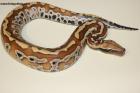 1.0 Brongersmai 100% het T+Albino Nz.24 AS-24-55 Reserviert