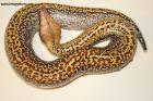 0.1 Batrix (Batik/Matrix) 66% het T neg. Albino Nz.24 AS-24 -34