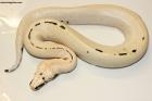 0.1 Magpie (Golden eye/Goldeneye) 66% het T neg.Albino Nz.24 AS-24-65
