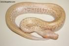 1.0 Batrix T neg. Albino Nz.24 AS-24-41 Reserviert