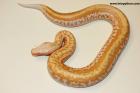 0.1 Batik T neg. Albino Nz.24 AS-24-32  Reserviert    