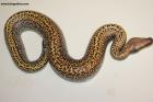 0.1 Batrix (Batik/Matrix) 66% het T neg. Albino Nz.24  AS-24-34