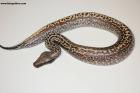 0.1 Batik 66% het T neg.Albino Nz.24  AS-24-35 Reserviert