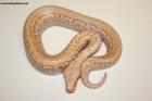 0.1 Batrix T neg. Albino Nz.24  AS-24-42