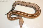 1.0 Brongersmai stripe 100% het T neg. Lavender Albino Nz.24  AS-24-75