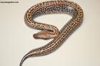 1.0 Batrix (Batik/Matrix) 100% het T neg. Lavender Albino Nz.24  AS-24-76