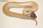 1.0 Ivory/Batik 66% het T neg.Albino Nz.25 AS-25-25