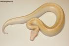 0.1 Ivory T neg.Albino Nz.25 AS-25-24