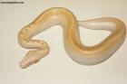 1.0 Ivory T neg.Albino Nz.25 AS-25-36