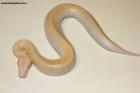 0.1 Ivory/Batik/Tneg. Albino Nz.25 AS-25-46