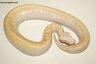 1.0 Ivory T neg.Albino Nz.25 AS-25-31