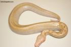 0.1 Ivory T neg.Albino Nz.25  AS-25-32 