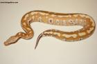 1.0 Brongersmai T+Albino Nz.25 AS-25-57