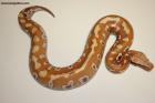 1.0 Brongersmai T+Albino Nz.25 AS-25-58 