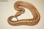 1.0 Batik T+Albino Nz.25 AS-25-56