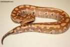 0.1 Brongersmai T+Albino Nz.25. AS-25-51