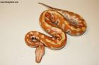 1.0 T+Albino Brongersmai Nz.25 AS-25-58