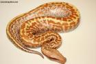 1.0 T+Albino Brongersmai"Batik" Nz.25 AS-25-56