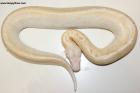 1.0 Ivory T neg. Albino Nz.25 AS-25-48