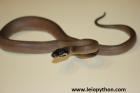 0.1 Leiopython albertisii 66% het T+Albino Nz.25 Reserviert
