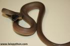 1.0 Leiopython albertisii 100% het T+Albino Nz.25