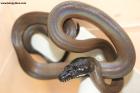 1.0 100% het T+Albino albertisii Nz.26